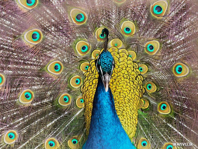 تصاویر بسیار زیبا از طاووس ♥