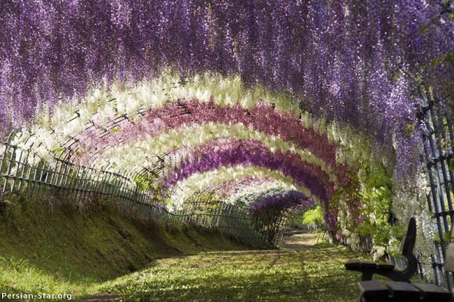 تونل رنگین عشق در ژاپن
