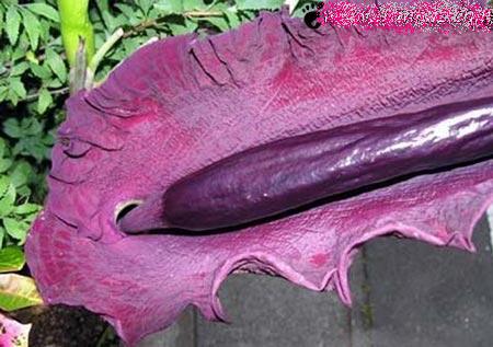 Dracunculus Vulgaris گیاه