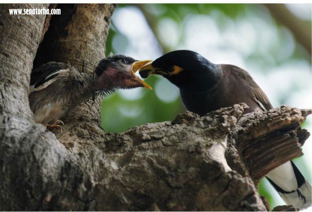 عکس های مرغ مینا