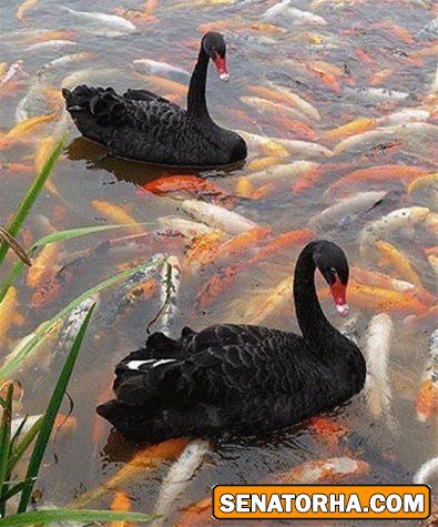 عکس/ سیاه زیبا