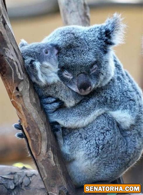 آغوش گرم (عکس)