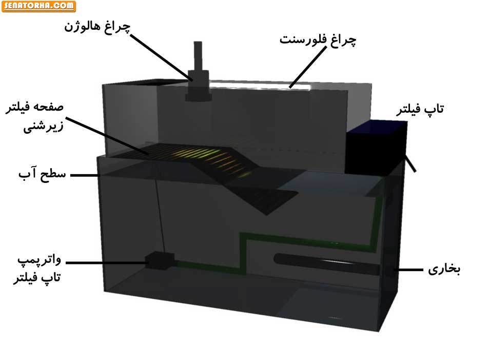 روش ساخت بهترین تراریوم برای لاک پشت های آب شیرین