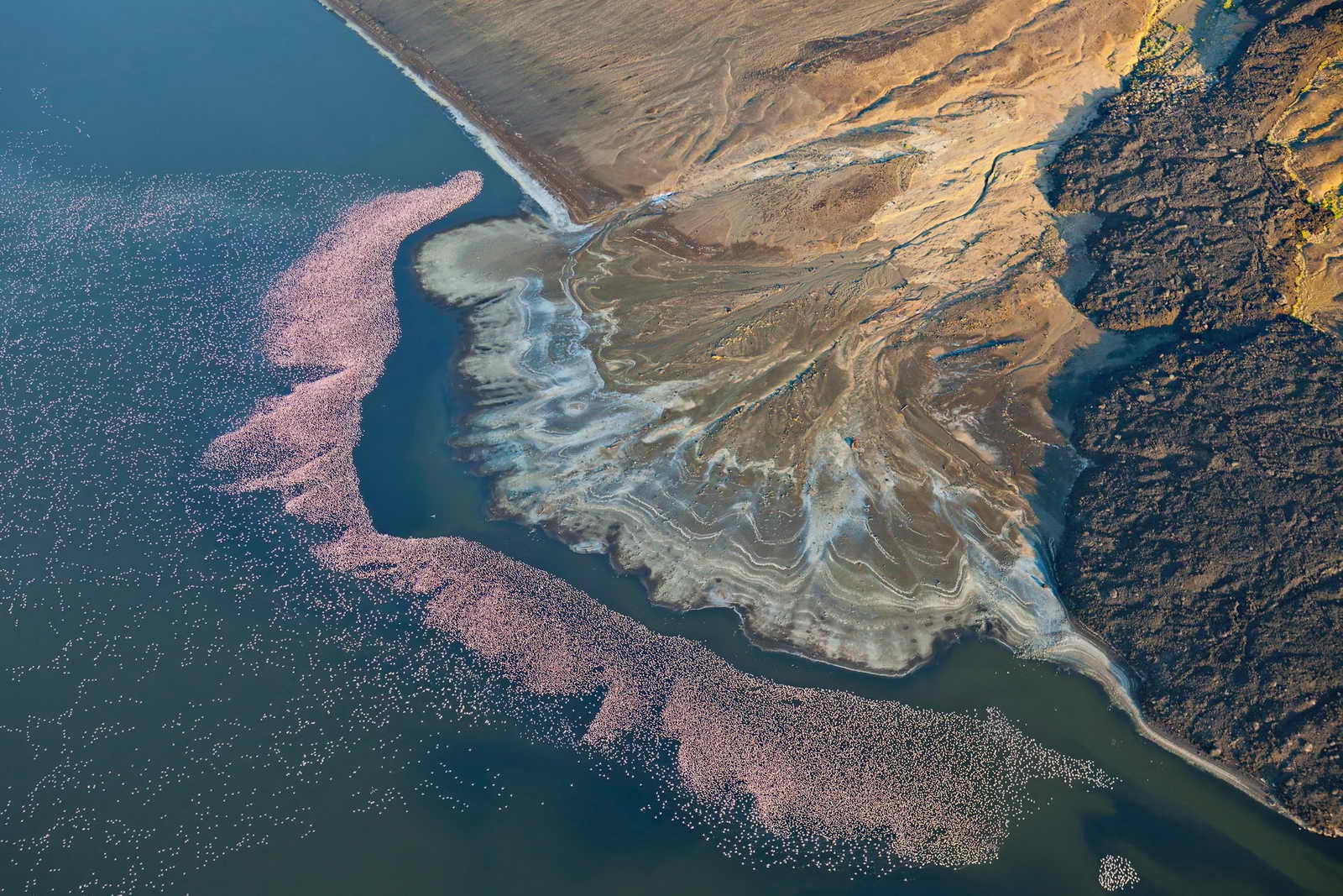 عکس بی نظیر از فلامینگوها در دل طبیعت