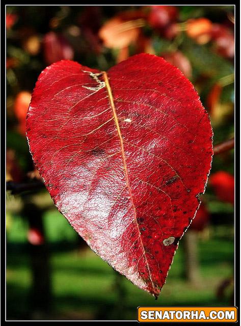 عكس هاي رمانتيك از فصل رويايي پاييز