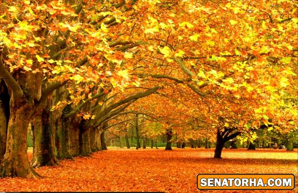 عكس هاي رمانتيك از فصل رويايي پاييز