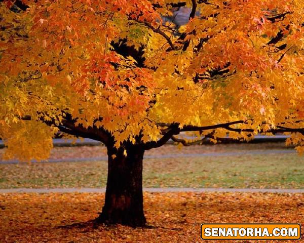 عكس هاي رمانتيك از فصل رويايي پاييز