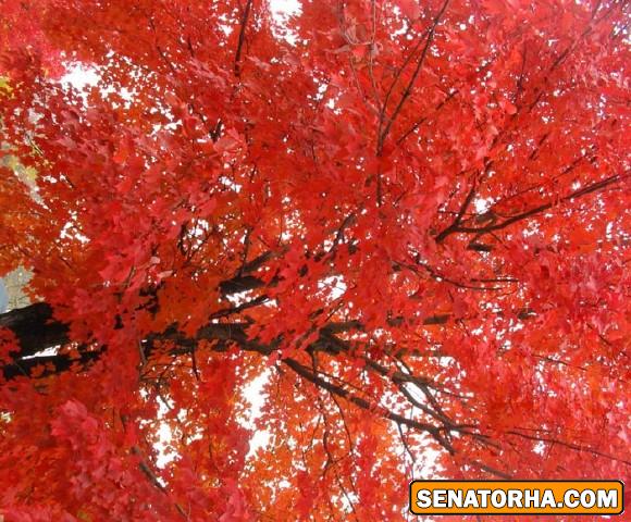 عكس هاي رمانتيك از فصل رويايي پاييز