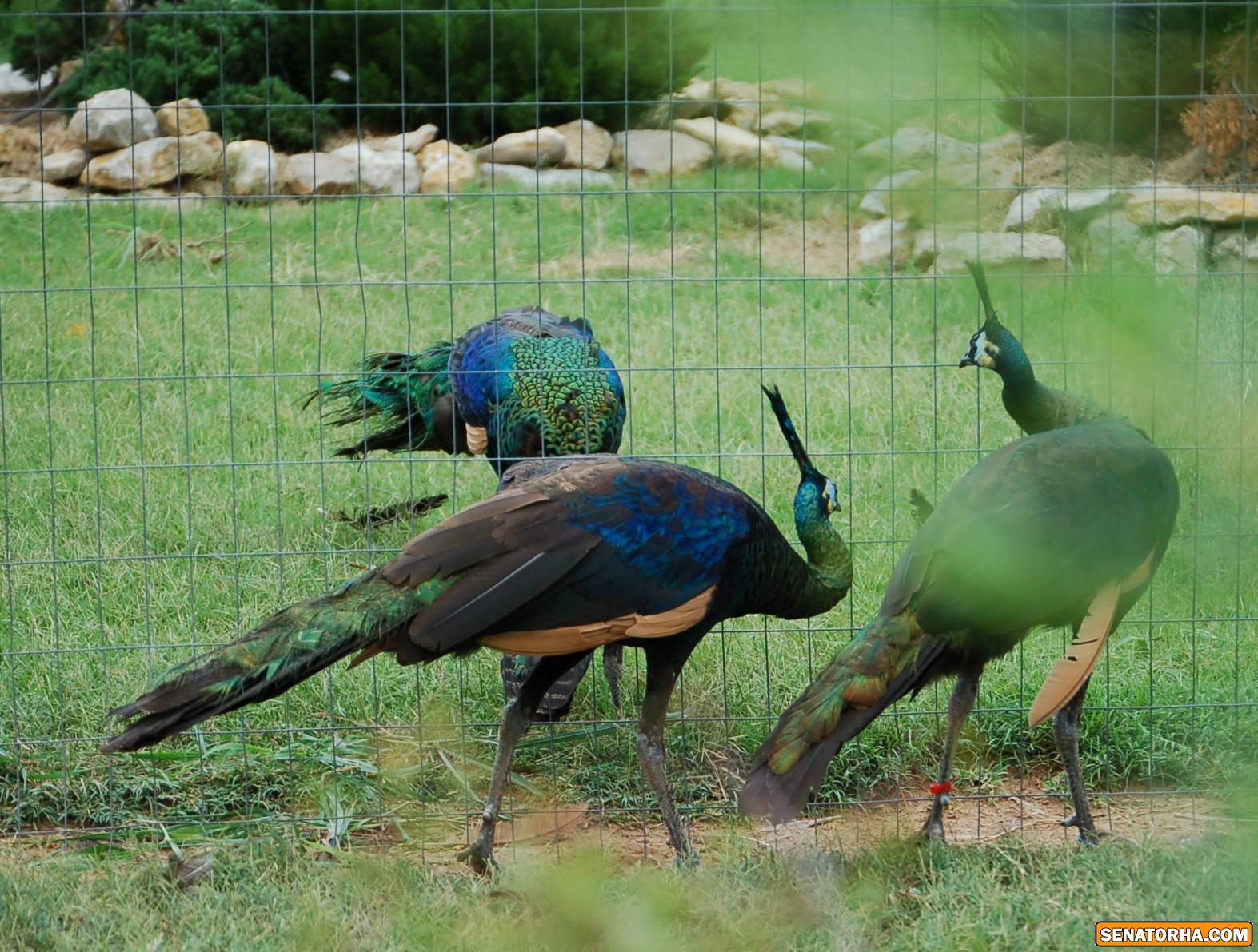 طاووس سرمه ای