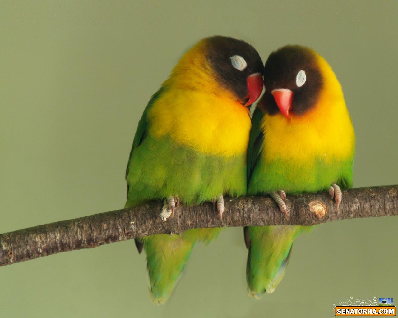 مرغ عشق lovebird
