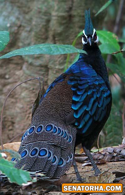 طاووس فیلیپینی