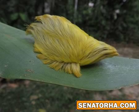 عكس کرم پر مو