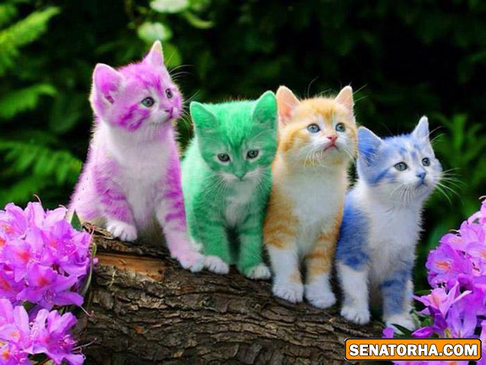 عکس گربه cats