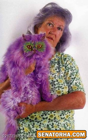 عکس گربه cats