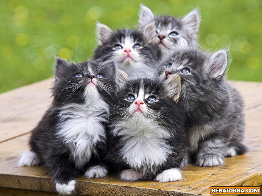 عکس گربه cats