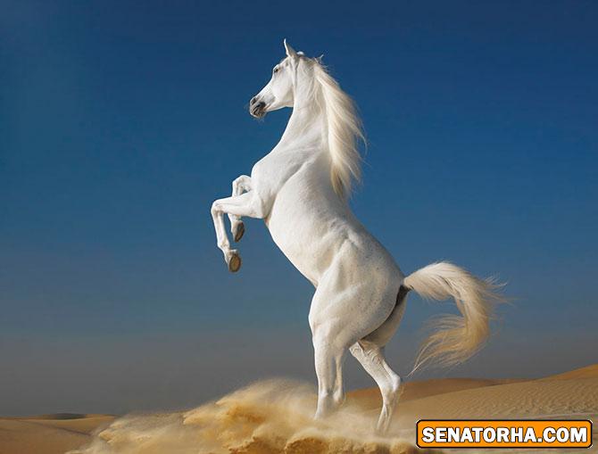 عكسه اسبهاي زيبا