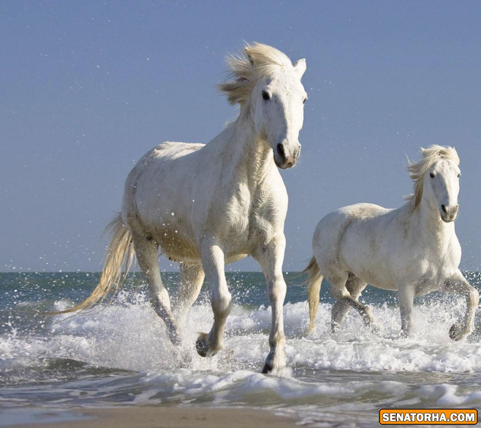 عكسه اسبهاي زيبا