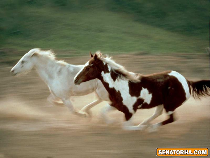 عكسه اسبهاي زيبا