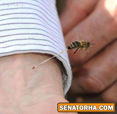 یه عکس فوق العاده از لحظه نیش زدن زنبور