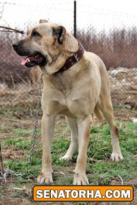 عكس سگ سرابي