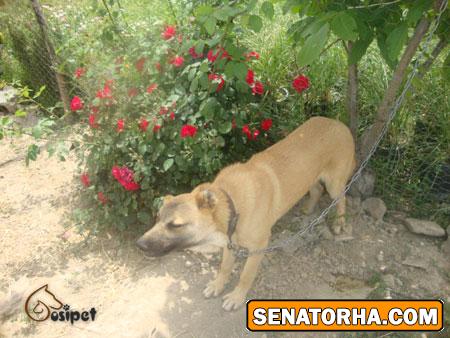 عكس سگ سرابي