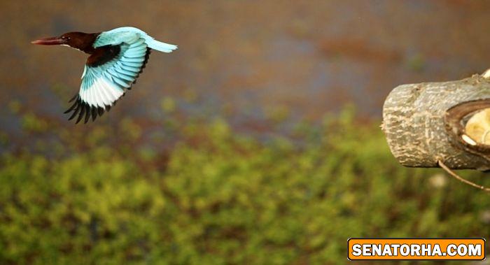 عكس زیباترین پرنده های دنیا