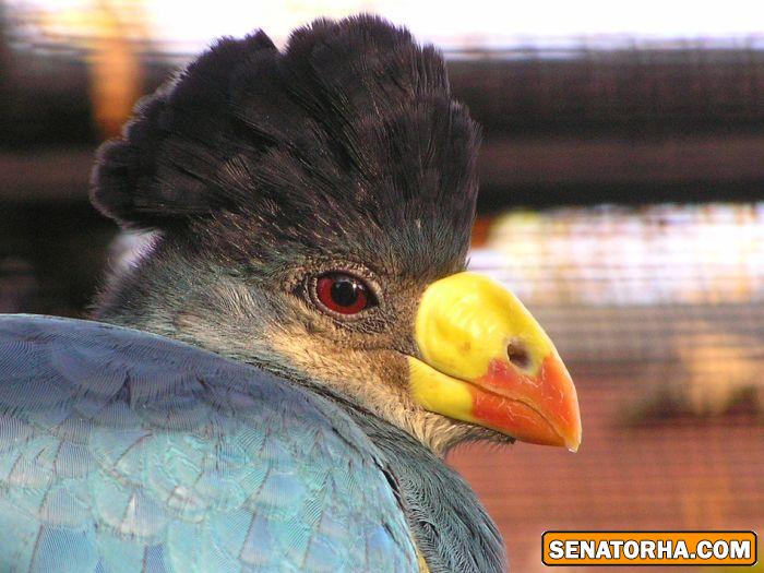 عكس زیباترین پرنده های دنیا