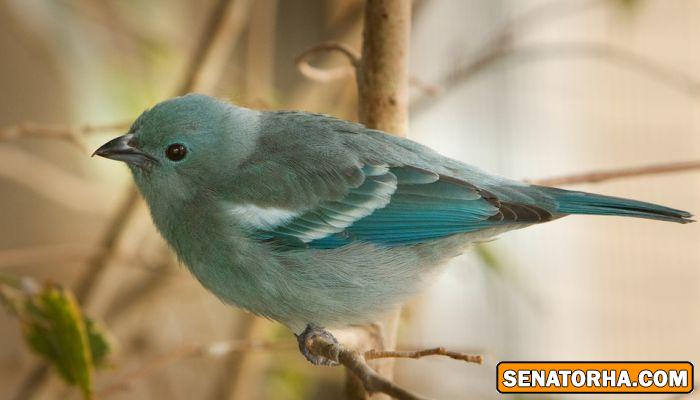 عكس زیباترین پرنده های دنیا