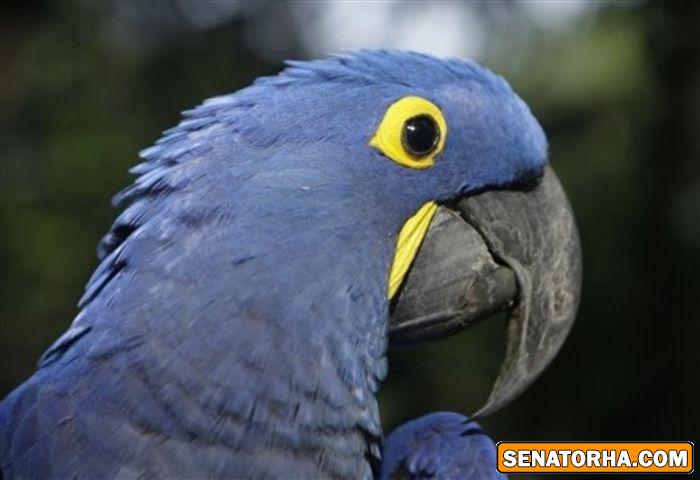 عكس زیباترین پرنده های دنیا