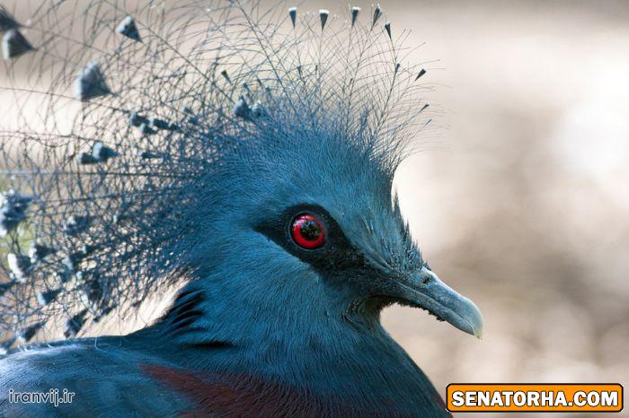 عكس زیباترین پرنده های دنیا
