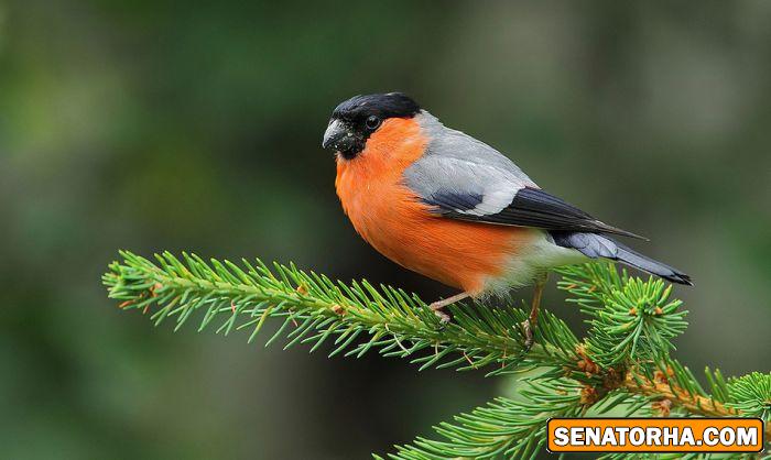 عكس زیباترین پرنده های دنیا