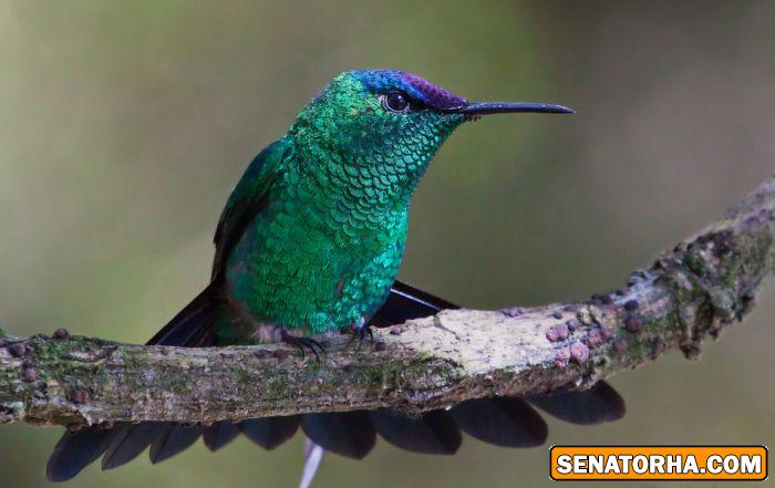 عكس زیباترین پرنده های دنیا