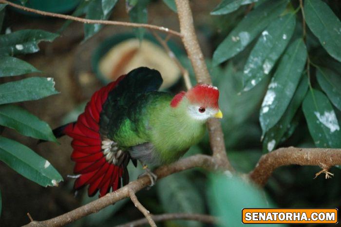 عكس زیباترین پرنده های دنیا