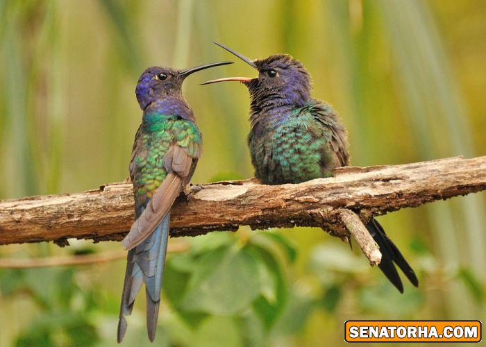 عكس زیباترین پرنده های دنیا