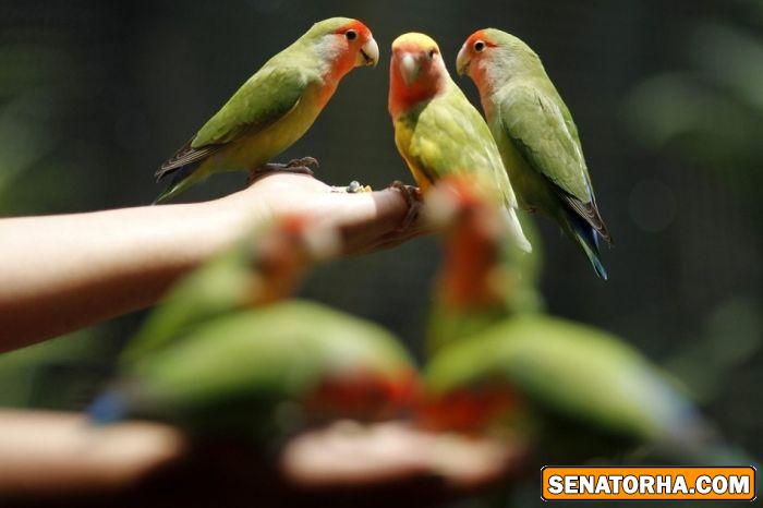 عكس زیباترین پرنده های دنیا