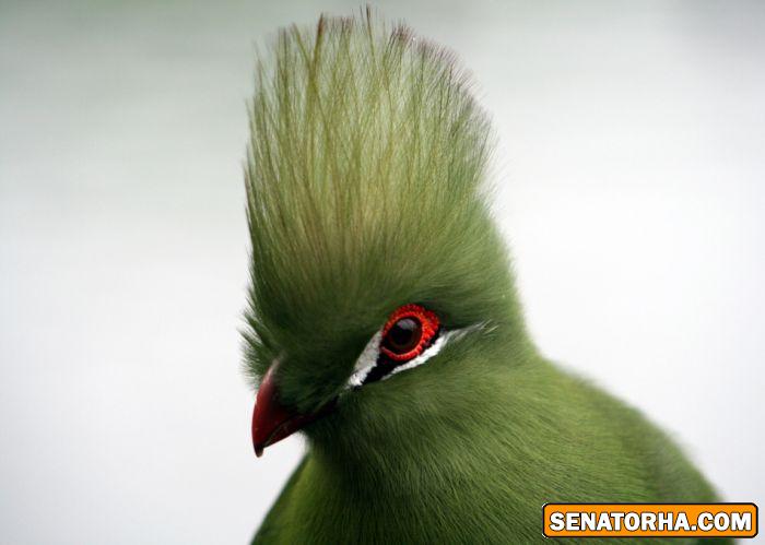 عكس زیباترین پرنده های دنیا