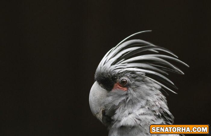 عكس زیباترین پرنده های دنیا