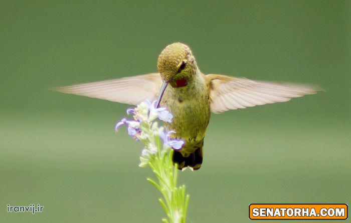 عكس زیباترین پرنده های دنیا