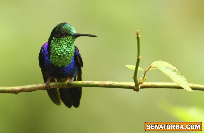 عكس زیباترین پرنده های دنیا