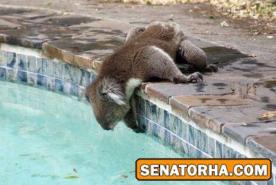 جانورانی که هرگز آب نمی خورند