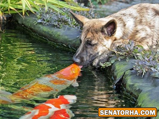 عكس دوستی عجیب و غریب یک سگ با ماهی های حوضچه