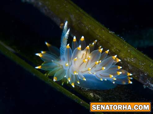 عکس و تصاویر فوق العاده از زیبایی اعماق اقیانوس