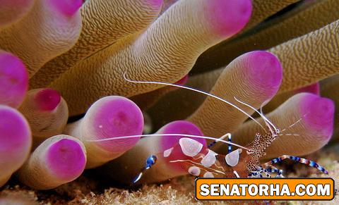 عکس و تصاویر فوق العاده از زیبایی اعماق اقیانوس