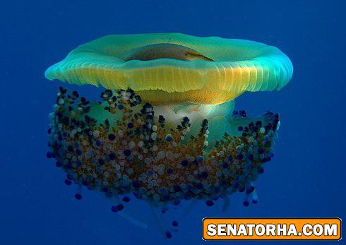 عکس و تصاویر فوق العاده از زیبایی اعماق اقیانوس