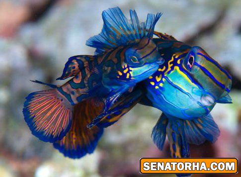 عکس و تصاویر فوق العاده از زیبایی اعماق اقیانوس