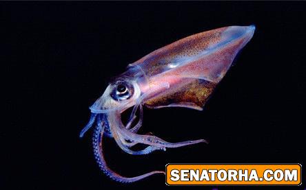 عکس و تصاویر فوق العاده از زیبایی اعماق اقیانوس