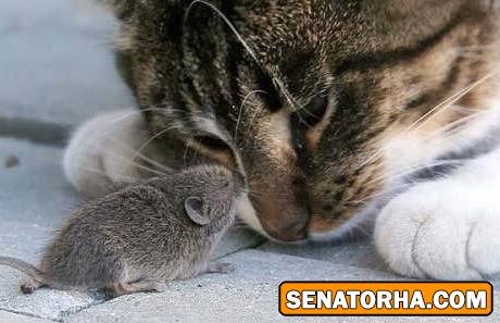 The cat and the bell