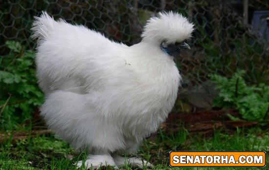 عكس مرغي با گوشت سياه