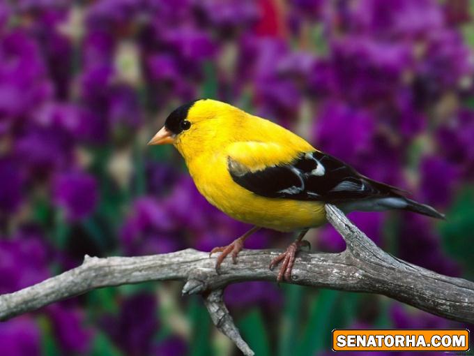 عكس زیباترین پرنده های دنیا