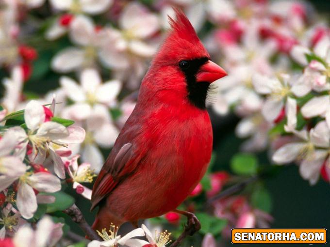 عكس زیباترین پرنده های دنیا